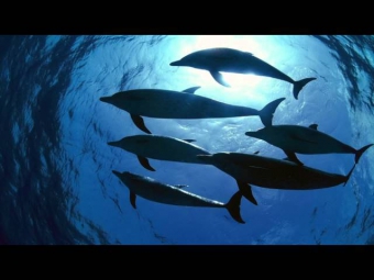 Dolphins & Whale sounds, 11 hours. Friendly Dolphins & Whales singing - Nature sounds for relaxation