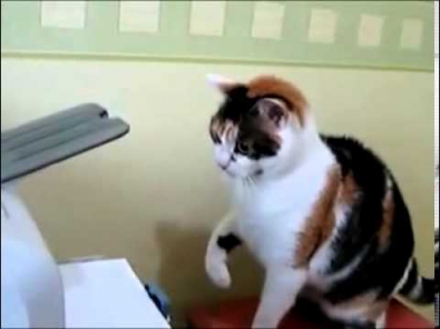Кошка против принтера