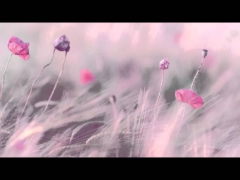 3 HOURS Best Relaxing Music | Romantic Piano | - Background - Spa - Music Therapy - Love