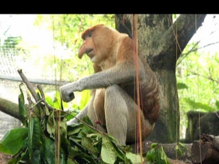 Proboscis monkey - zoo sex-simbol. Носач - секс символ Сингапурского зоопарка.