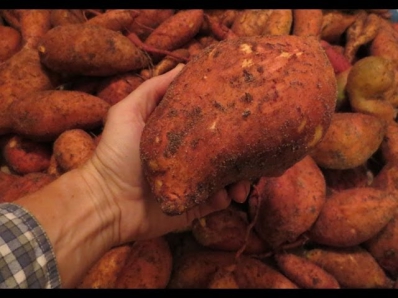 Amazing Sweet Potato Harvest: 139 lbs from 3 Potatoes
